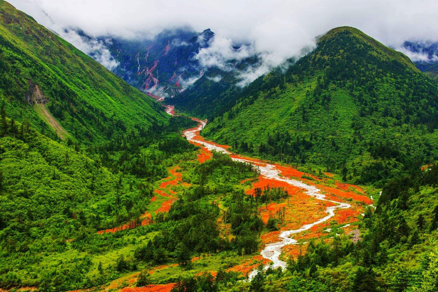 致敬四川,领导与同胞的深情寄语